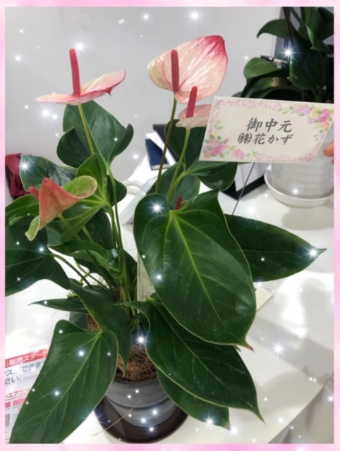 室見店 店舗ブログ 福岡トヨタ自動車 室見店 店舗ブログ 福岡トヨタ自動車